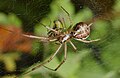 Baldachinspinne - Linyphia Triangularis, Weibchen, am Vogelstangsee