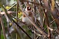 Goldfinch