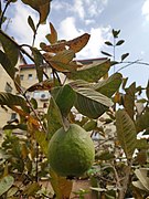 Common Guava.jpg