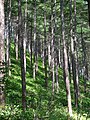 Forest in summer, Mount Denjō, Nagawa, Nagano, Japan