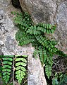 Asplenium trichomanes ssp. inexpectans Montañas de Sóller, Isla de Mallorca.