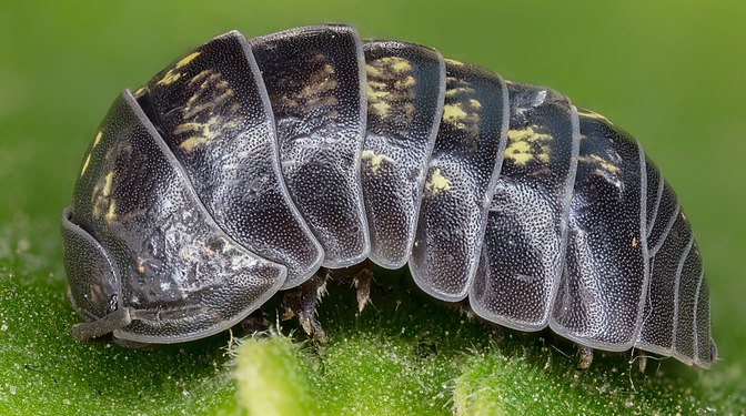 Pill bug (Armadillidium opacum), Hartelholz, Munich, Germany.