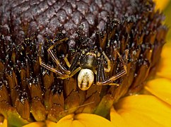 Misumena vatia (Flower Crab Spider), male