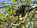 Raccoon in an apple tree