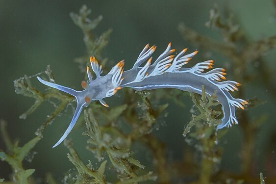 Sea slug (Flabellina babai), Arrábida National Park, Portugal.