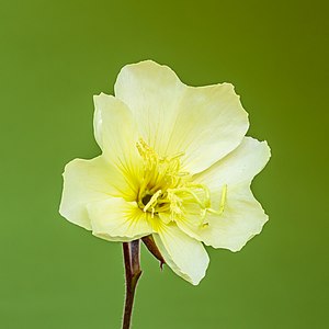 "Bloem_van_een_Oenothera_stricta_'Sulphurea'._24-06-2021_(actm.)_01.jpg" by User:Agnes Monkelbaan