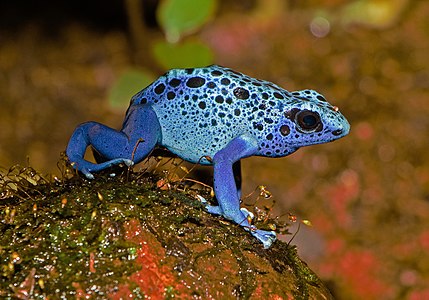 "Dendrobates_tinctorius_var._azureus_-_Karlsruhe_Zoo_04.jpg" by User:Llez