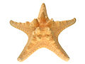 Horned Starfish