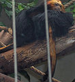 Leontopithecus chrysomelas