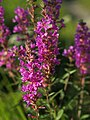 Lythrum salicaria, Russia