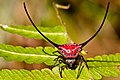 73 Macracantha arcuata - Curved Spiny Spider (8550192839) by Rushen uploaded by Agathoclea, nominated by Iifar,  13,  0,  0