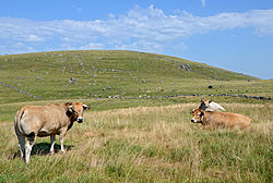 plateau de l'Aubrac près de Rieutort