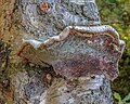 106 Versteende berkendoder (Piptoporus betulinus). 12-07-2020 (d.j.b.) 01 uploaded by Famberhorst, nominated by Famberhorst,  8,  1,  0