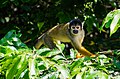 squirrel monkey