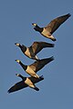 St.Peter-ording, in flight