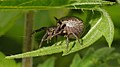 Krabbenspinne - Xysticus audax, Weibchen, am Bruchgraben in den Kirschgartshäuser Schlägen