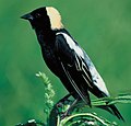 Deutsch: Reisstärling, Bobofink English: Bobolink (Dolichonyx oryzivorus, cat.)