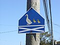 Duck crossing in Yarmouth