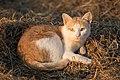 File:Felis silvestris catus lying on rice straw.jpg