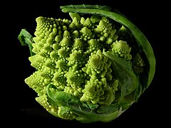 Romanesco broccoli (Brassica oleracea italica, Romanesco cultivar)