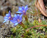 Gentiana arisanensis