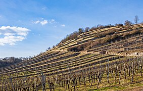 Sachsenheim - Ochsenbach - Geigersberg - südlicher Teil von SO im März.jpg