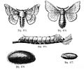 Silkworm (Bombyx mori)