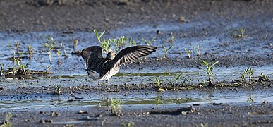 White-rumped Sandpiper - 52132599596.jpg