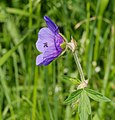 Wiesen-Storchschnabel - Geranium pratense, am Bruchgraben in den Kirschgartshäuser Schlägen