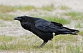 Corvus corax (cat.)