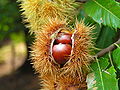 Chestnut