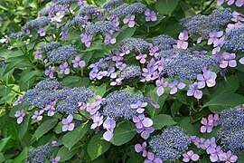 flowering bush