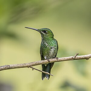 "Green-crowned_brilliant_(Heliodoxa_jacula_henryi)_female.jpg" by User:Charlesjsharp