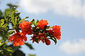 "Pomegranate_flowers(21).JPG" by User:קרלוס הגדול