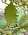 Quercus arizonica