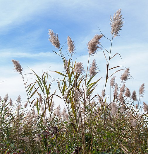 Reeds in Jamaica Bay Wildlife Refuge