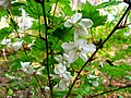 Rubus palmatus