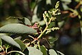 Arbutus menziesii