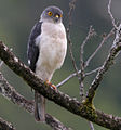 English: Frances's Sparrowhawk Accipiter francesiae (cat.)