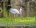 Image 21Great blue heron lurching its head back to swallow a brown watersnake in Green Cay Wetlands