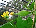 Beginning development of a fruit