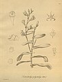 Oeoniella polystachys (as syn. Listrostachys polystachys) plate 250 in: H. G. Reichenbach: Xenia orchidacea - vol. 3 (1900)