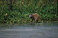 Raccoon searching for food at a lakeshore