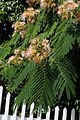 Albizia julibrissin