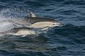 Delphinus delphis with calf