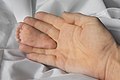 31 Sole of foot of an infant held between the middle finger and the ring finger of an adult hand for size comparison uploaded by Basile Morin, nominated by Basile Morin,  13,  0,  0