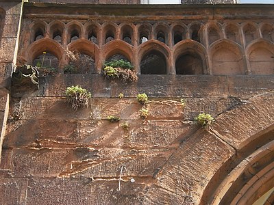 Photo of some plants on a Sandstone portal, with facade textures on the wall.