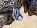 Image 73White-breasted nuthatch doing its nuthatchy pose in Green-Wood Cemetery