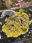 Xanthoria parietina 101716452.jpg