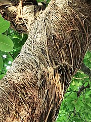 Ficus superba var. japonica